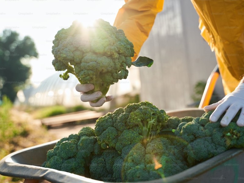 Broccoli and cashew stir fry